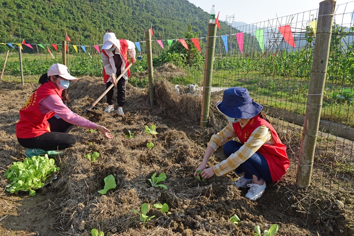 志愿者種菜--歐輝攝 - 復(fù)件(1).JPG