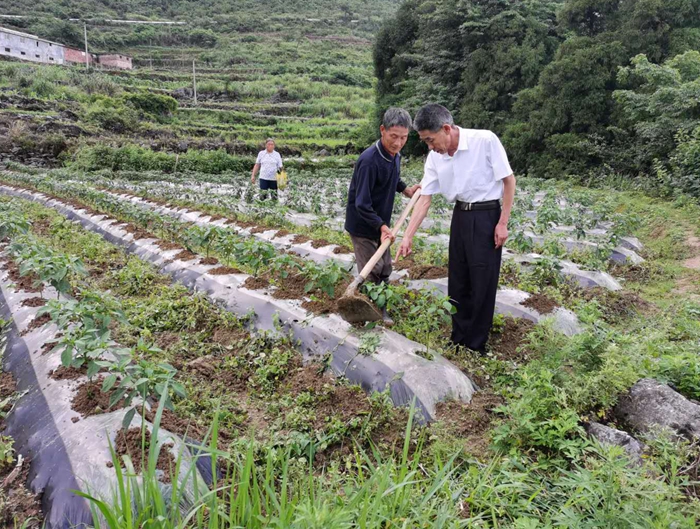 指導村民種植黃煙，增收致富.jpg