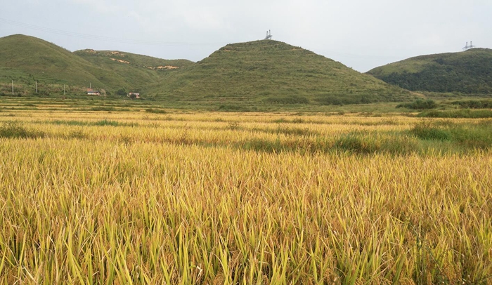 乳源瑤族自治縣大橋鎮(zhèn)中沖禾花魚養(yǎng)殖基地.jpg