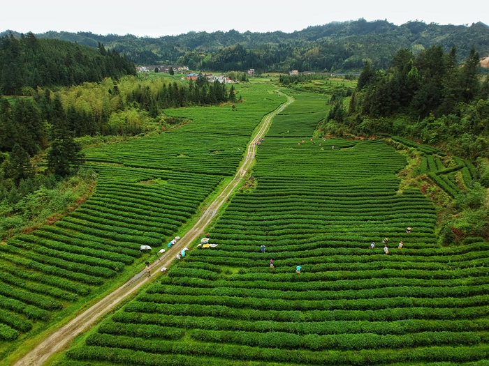 乳源瑤族自治縣洛陽鎮(zhèn)華瑤茶葉種植基地.jpg