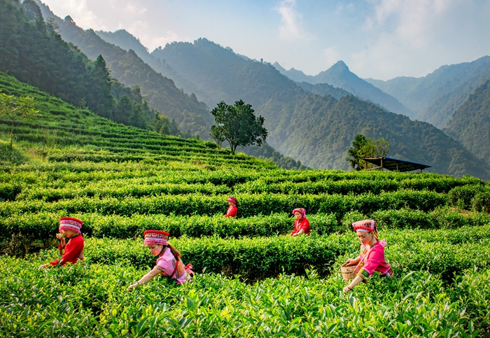 乳源瑤族自治縣瑤山茶扶貧產(chǎn)業(yè)基地.jpg